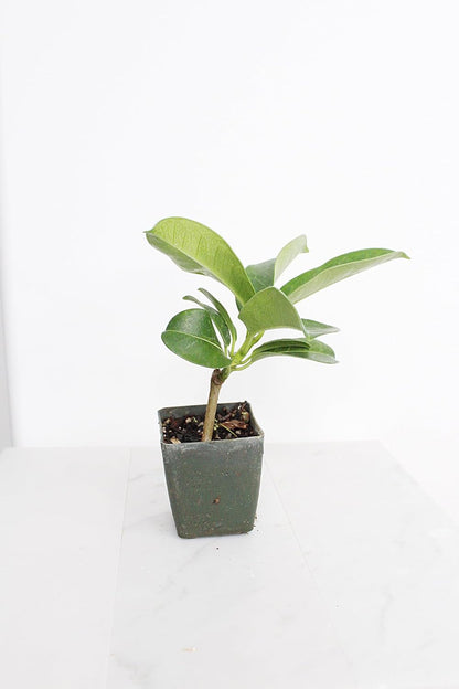 Generic Stephanotis Floribundas Madagascar Jasmine Vine | 2 inch Pot | Fairy Garden (1), green