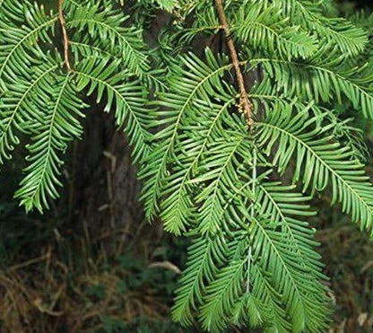 (3) - Dawn Redwood Trees - Starter Plant (LG36) (3 Live Trees)