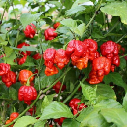 Set 4 Super Hot Peppers Live Plants, 90 Days Old Hot Pepper Chili Plant for Spring Planting, Assorted Color (Carolina Reaper)
