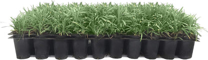 Dwarf Mondo Grass | 50 Live Plants | Japonicus Nanus | Shade Loving Evergreen Lilyturf Groundcover