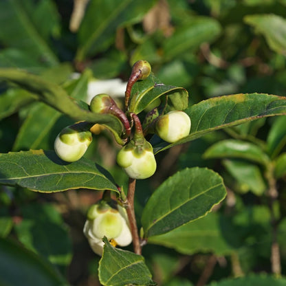 Camellia Sinensis Plants Live, Set 3 Plants, Live Tea Plant Tree from 5 to 7 Inches Tall