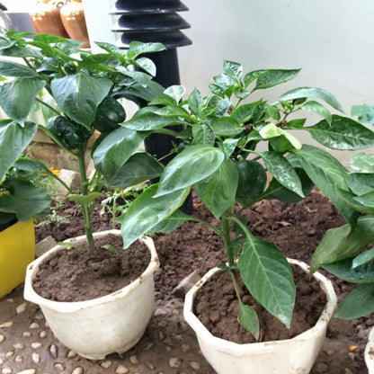 2 Pequin Hot Pepper Plants Live in 2.5 Inch Pot for Planting Outdoor, 2 Plants in 1 Pot
