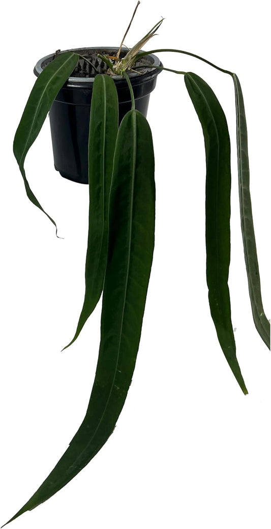 LEAL PLANTS ECUADOR Anthurium Pallidiflorum Live Plants| Green Live House Plant for Indoors|Rare and Exotic Indoor Plants for Living Room|Anthuriums Live Plants |Pallidiflorum Live Heart Plant