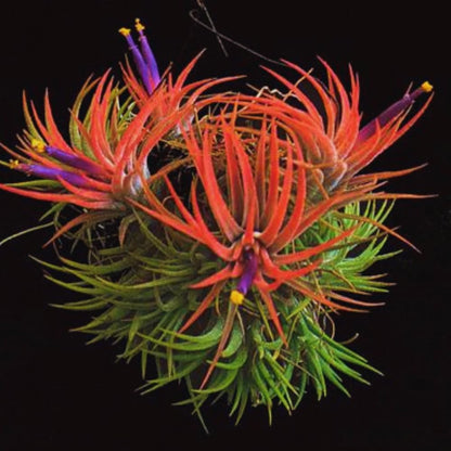 Tillandsia Plants, Red Tillandsia Air Plants Live, Combo 15 Succulents Plant Live, House Plant Indoor Outdoor, 2 Inc Tall