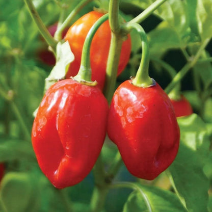 Pack 2 Red Habanero Pepper Plants, 80 Days Old Live Red Habanero Pepper Plants, Habanero Pepper Plants, Habanero Pepper Plants Live, Habanero Plant