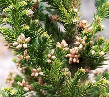 Black Dragon Cryptomeria Tree (Japanese Cedar) - Starter Plant (7L) (1 Live Plant)