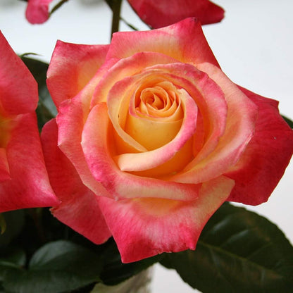 Heirloom Roses Love & Peace® Rose Bush - Hybrid Tea Rose Plant for Outdoor Planting
