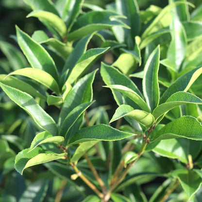 Perfect Plants Tea Olive Live Plant, 7 gallon, Includes Care Guide