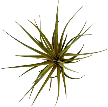 Air Plants - Flowering Tillandsia Stricta Large 5" - 1ct - Live Arrival Guaranteed - House Plants for Home Decor & Gift