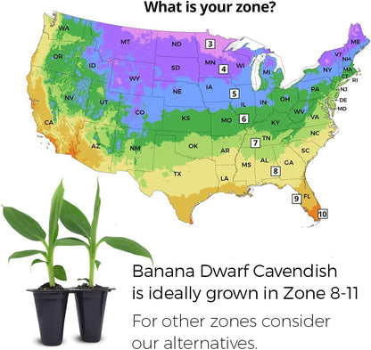 Banana Tree Dwarf Cavendish (4 Pack) Live Banana Plant for Sale | Easy to Grow Plants | Edible Fruit Plant. | Grow Your own Food on Your Edible Organic Garden|Live for Planting|