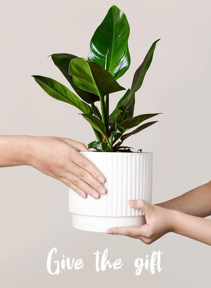 LE TAUCI Ceramic Pots for Plants, 8+6.7+5.5 Inch Plant Pots Indoor, Flower Pot with Drainage Holes, Medium Cylinder Planters for Indoor House Plants, Set of 3, White