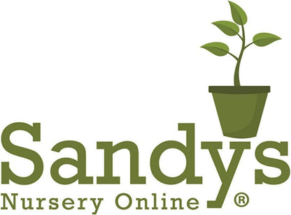 Thuja Green Giant Arborvitae Lot of 12, 3 Inch Pot
