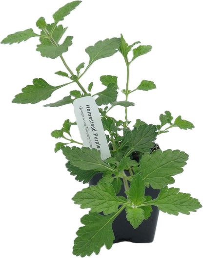 Greenwood Nursery: Live Perennial Plants - 'Homestead Purple' + Verbena Canadensis - [Qty: 2X Pint Pots] - (Click for Other Available Plants/Quantities)