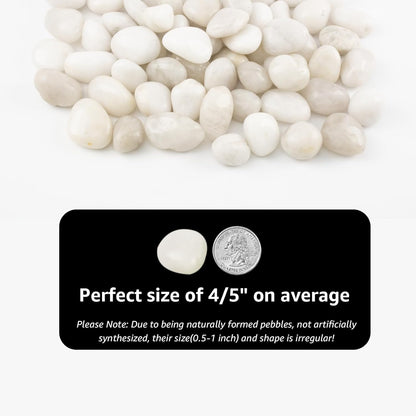 River Rocks - Natural Polished White Pebbles, 0.5-1 inch, 40 lbs - Perfect for Indoor Planting, Vase Filling, Aquarium Decoration, and Garden Landscaping (White, Weight: 40 LB)