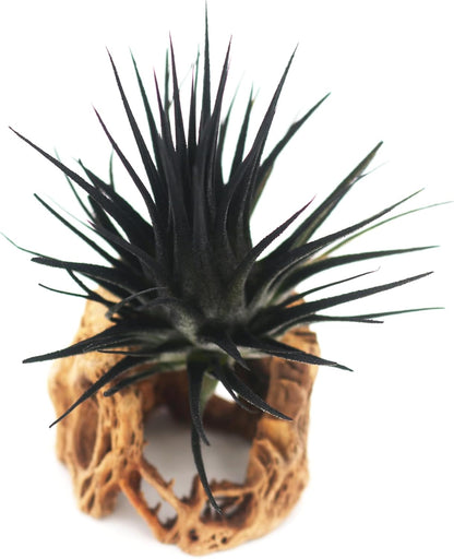 Live Extra Large Tillandsia Ionantha Guatemala Colorful Air Plant 3+ inch Enhanced Color Easy Care Indoor Outdoor Home Decor Gift Airplant by Awesome Industries (Black XL)