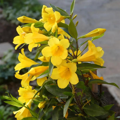 Jasmine Plants Live, Arabian Jasmine Plant Indoor, Fragrant Jasmines Flowers 4 to 7 Inch (Yellow)