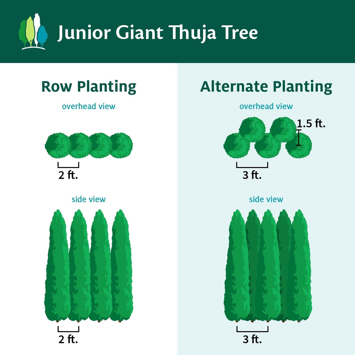 Brighter Blooms - Junior Giant Thuja Tree, 3-4 ft. - No Shipping to AZ