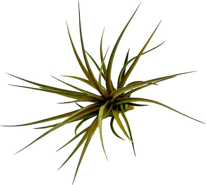 Air Plants - Flowering Tillandsia Stricta Large 5" - 1ct - Live Arrival Guaranteed - House Plants for Home Decor & Gift