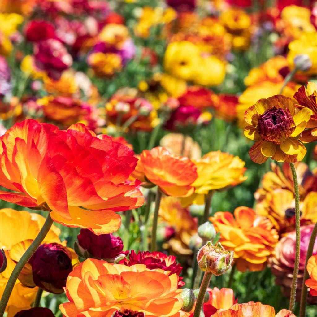 25 Picotee Ranunculus Bulbs Color Mix for Planting - Buttercup Flower Bulb Value Pack - Plant in Gardens, Containers & Flowerbeds - Easy to Grow Fall Perennial Flowers Bulbs by Willard & May