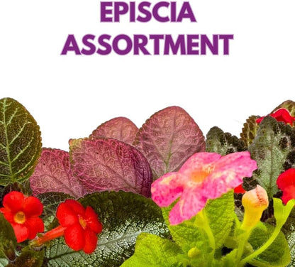 Harmony's Flame Violets Colorful Episcia Grower's Choice Mix 4 inch Set of 5 Rare Variegated and Collector's Varieties