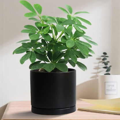 Ceramic Plant Saucer Pot Tray 2 pack-12 Inch, Planter Saucers 4 5 6 7 8 9 10 11 12 Inch for Indoors Outdoor, Durable Sturdy Flower Drainage Tray for Glazed Pots Base (12.5 Inch-2-Black)