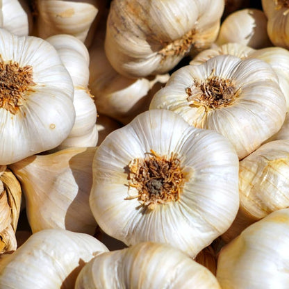 1 Pound Garlic for Planting in Fall Hardneck, 8 White Garlic Bulbs for Planting, Fresh and High Yield Bulb Variety Pack, Hardy and Fast Growing