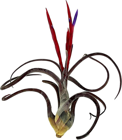 Air Plants - Flowering Tillandsia Caput Medusae, Large 5-7" - 1ct - Live Arrival Guaranteed - House Plants for Home Decor & Gift