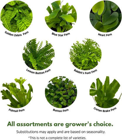 BubbleBlooms Fern Variety Assortment, 6 Different Ferns in 2 inch pots Tiny Mini Pixie Plants