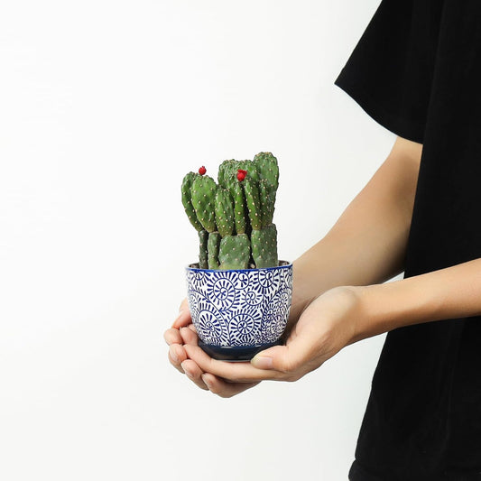 Selamica Ceramic Succulent Pots with Drainage Holes, Small Flower Pots 3.5 Inch Plant Pots for Indoor Plants with Saucers, Cactus Succulent, Home Decor, Set of 4, Vintage Blue