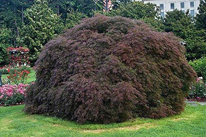 Crimson Queen Weeping LACE Leaf Japanese Maple - Acer palmatum dissectum 'Crimson Queen' 2 - Year Plant