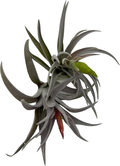 Air Plants - Venner Gift Box Large 4" - 7ct - Live Arrival Guaranteed - House Plants for Home Decor & Gift