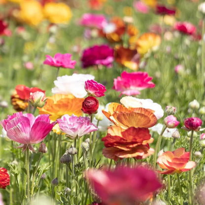 25 Picotee Ranunculus Bulbs Color Mix for Planting - Buttercup Flower Bulb Value Pack - Plant in Gardens, Containers & Flowerbeds - Easy to Grow Fall Perennial Flowers Bulbs by Willard & May