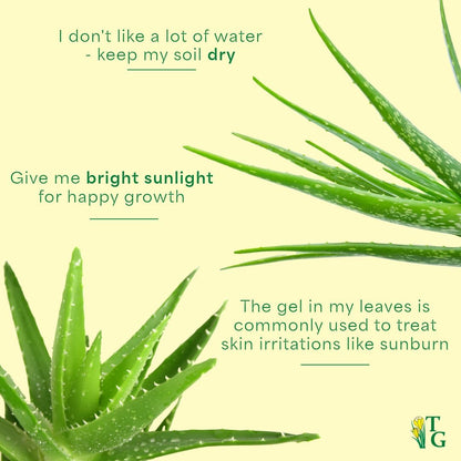 Thorsen's Greenhouse Aloe Vera, Live Indoor Plant, Aloe barbadensis, Easy to Grow, Succulent, Natural Air Purifier, 4" Diameter Pot (Brushed Silver)