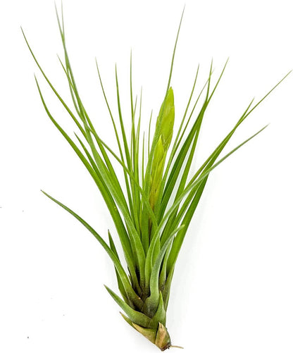 Air Plants - Flowering Tillandsia Melanocrater Tricolor, Large 5" - 2ct - Live Arrival Guaranteed - House Plants for Home Decor & Gift