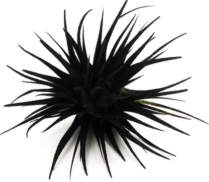 Live Extra Large Tillandsia Ionantha Guatemala Colorful Air Plant 3+ inch Enhanced Color Easy Care Indoor Outdoor Home Decor Gift Airplant by Awesome Industries (Black XL)