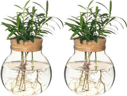 Plant Propagation Station,Hydroponic Terrarium Vase,Desktop Glass Planter Station,for Houses,Garden Decorations,ropagating Hydroponic Plants,Centerpiece Office,Home Garden Decor (2)