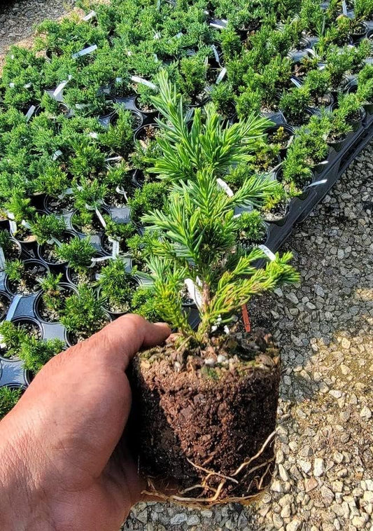 Black Dragon Cryptomeria Tree (Japanese Cedar) - Starter Plant (7L) (1 Live Plant)