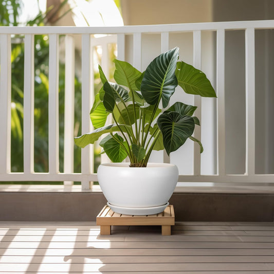 Ceramic Planter for Indoor Plants - 11 Inch Plant Pot with Drainage Hole and Saucer Decorative Round Large Planter Pot for Plants Outdoor Flower Pot for Garden White