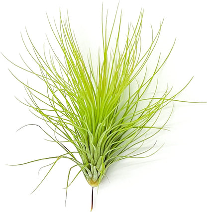 Air Plants - Tillandsia Andreana, Large 4-6" - 1ct - Live Arrival Gauranteed - House Plants for Home Decor & Gift