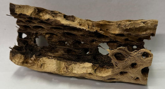 Natural Cholla Wood Chunk Air Plant Display Holders Individually Unique Decorative Stands Holder (Cholla Chunk)