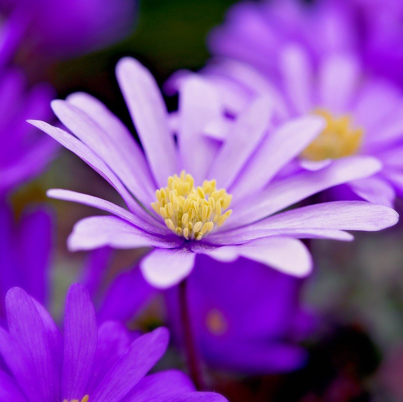 Easy to Grow Anemone Blanda Pink Shades 20 Plant Bulbs - Pink Flowers in Spring Outdoor, Full Sun