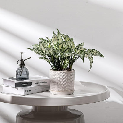 5.8 Inch Plant Pot: Ceramic Planter with Drainage Hole & Saucer for Indoor Outdoor Plants - Flowerpot with Bonded Tray for Home Office - Beaded Embossed Style, Cream White