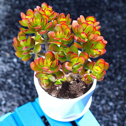 Dwarf Jade with White Stripe Jade, Live Crassula Ovata Crosby's Compact, Rare Cute Succulent Plant in 4" Planter, Home Office Décor