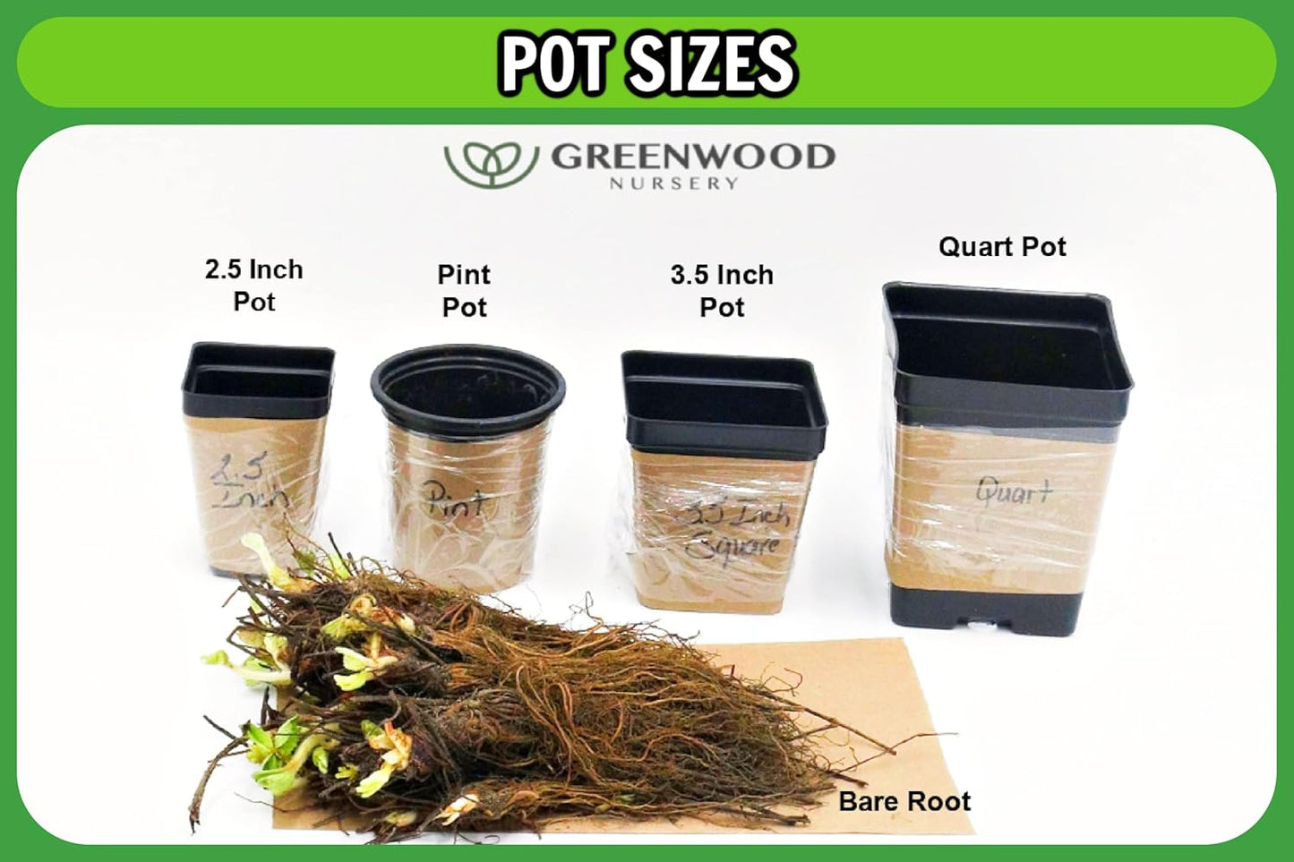 Greenwood Nursery: Live Perennial Plants - Mojito Mint + Mentha Villosa - [Qty: 2X 3.5 Pots] - (Click for Other Available Plants/Quantities)