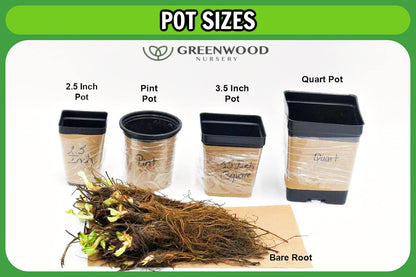 Greenwood Nursery: Live Perennial Plants - 'Homestead Purple' + Verbena Canadensis - [Qty: 10x Pint Pots] - (Click for Other Available Plants/Quantities)
