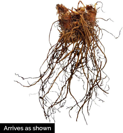 BRECK'S - Assorted Astilbe Perennial Mixture, Dormant Bare Root Spring Flowering Perennials, 6-Pack