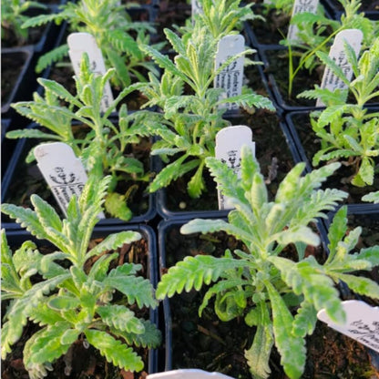 Set 2 Lavender Plants Live, Lavandula Perennial Flower Plants Indoor Outdoor, Well Rooted Plugs 3 to 5 Inch Tall to Grow (Purple Lavender)