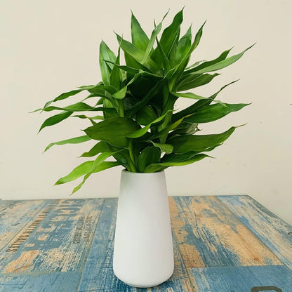 Simple Vase for Flowers Plants, Matte Vases for Modern Table Shelf Home Decor Wedding Boho Decor, 6" H Frosted Elegant Ceramic Vase for Pampas Grass Fluffy Stem Bouquet Lavender Flowers (White, 2)