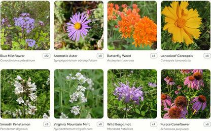 64 Outdoor Plants - Flowering Garden for Full Sun to Support Pollinators Including Perennial Native Plants Purple Coneflower, Butterfly Milkweed, Wild Bergamot and Smooth Blue Aster