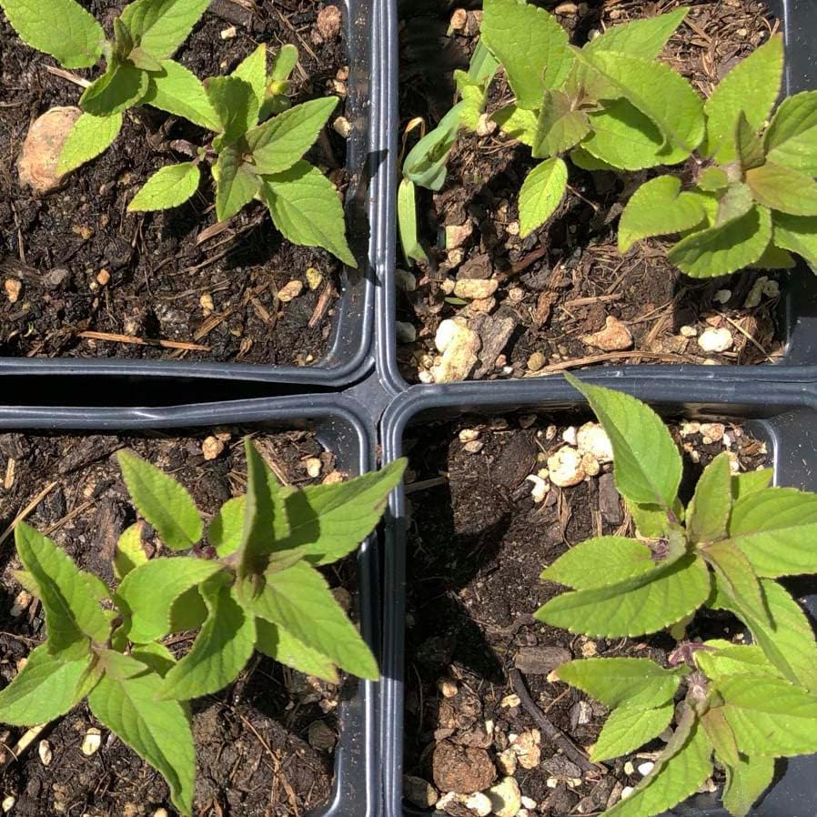 Organic Pineapple Sage Plant (Salvia elegans) in 2.5 inch Pot - Attracts Butterflies and Hummingbirds